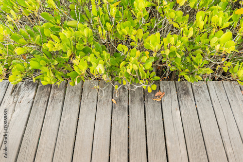 Mangrove forest and wooden walkway