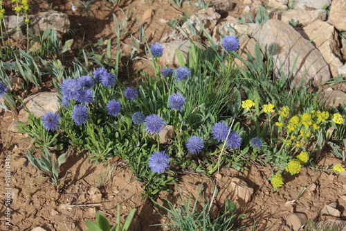 otlar ve çiçekler photo