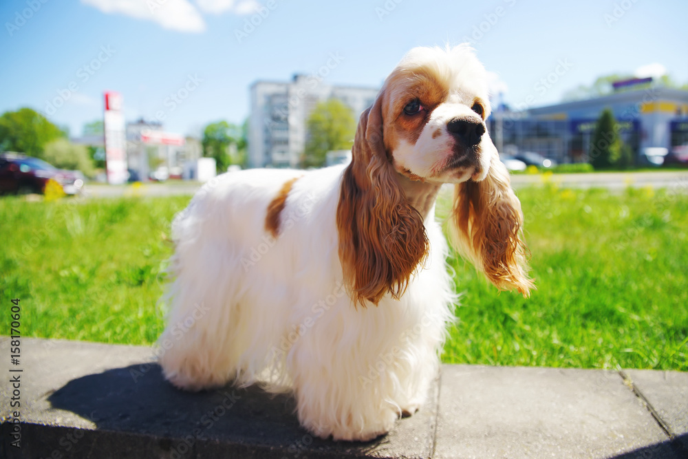 Red and white cocker sales spaniel
