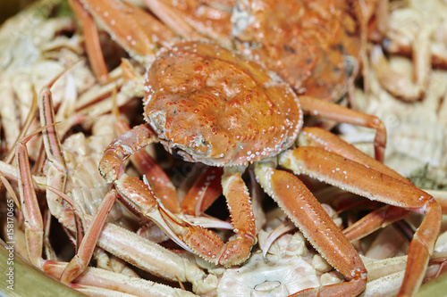 red crab photo