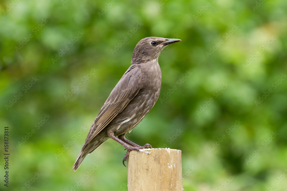 Juvenile Starling (Sturnus vulgaris) perched on post Juvenile Starling (Sturnus vulgaris) perched on post