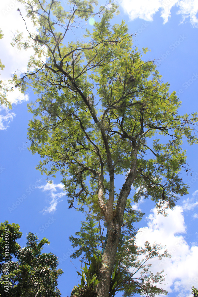 Obraz premium Bosque con firmamento azul