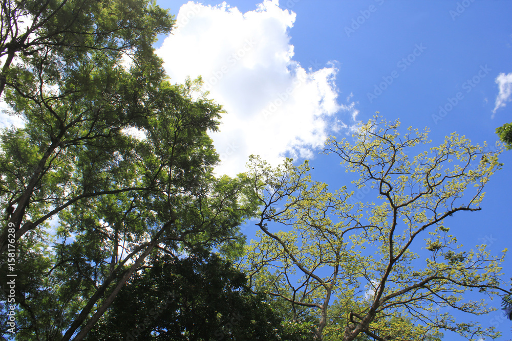 Fototapeta premium Bosque con firmamento azul