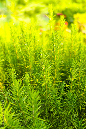 Rosemary (Rosmarinus officinalis) woody perennial herb plant