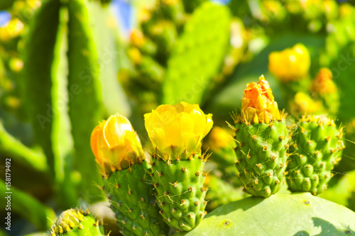 Blossom edible prickly pears (Opuntia ficus-indica) cactus plants © barmalini