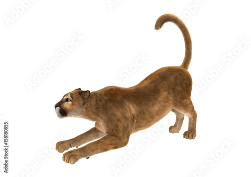 3D Rendering Big Cat Puma on White