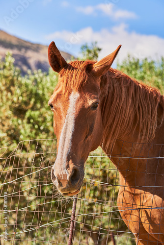 Horse portrait in countryside fence © Giulio Di Gregorio