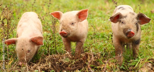 Three piglets
