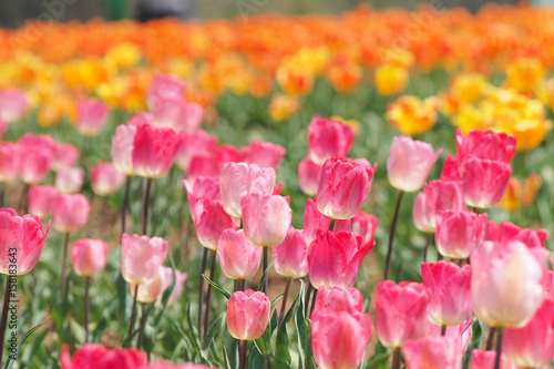 Closeup of pink tulips in the field © Mycatisnotfat