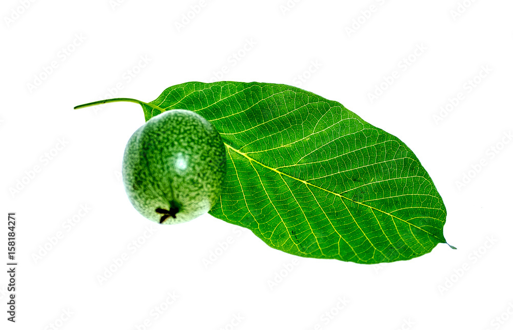 Green walnut fruit on a white background Green walnut fruit on a white background
