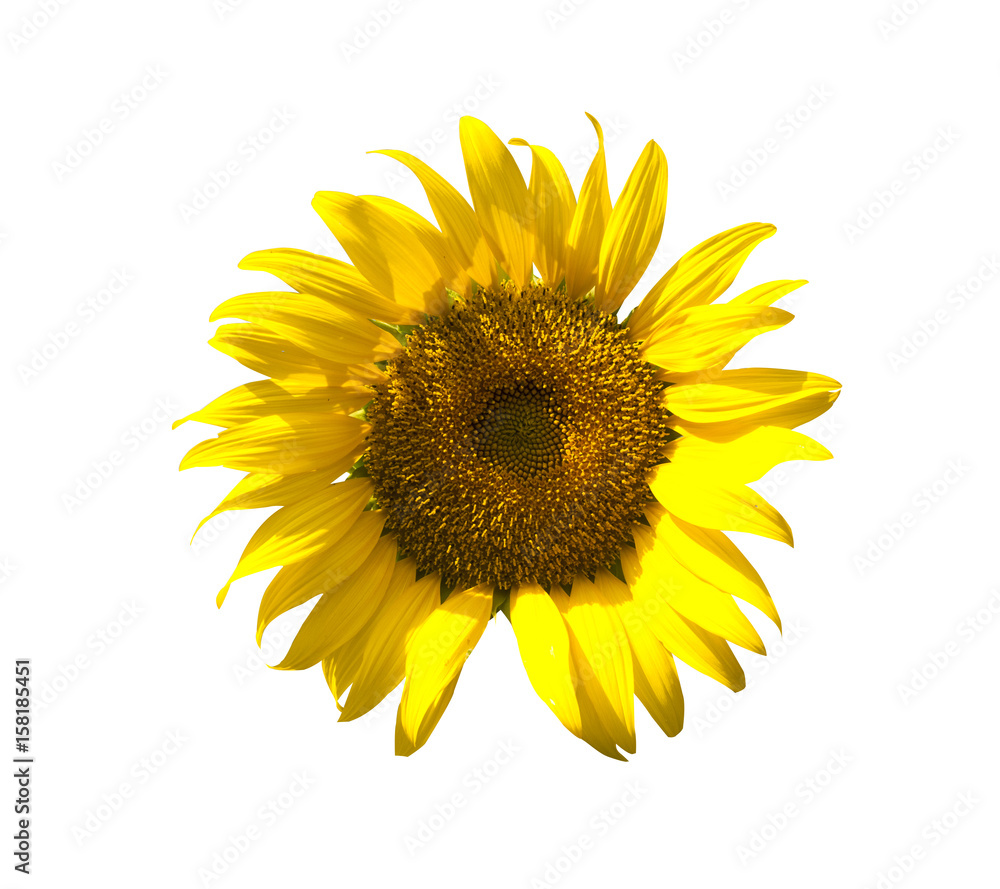 Naklejka premium Sunflower isolate on white background 