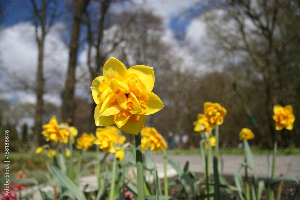 narcissus narcissus