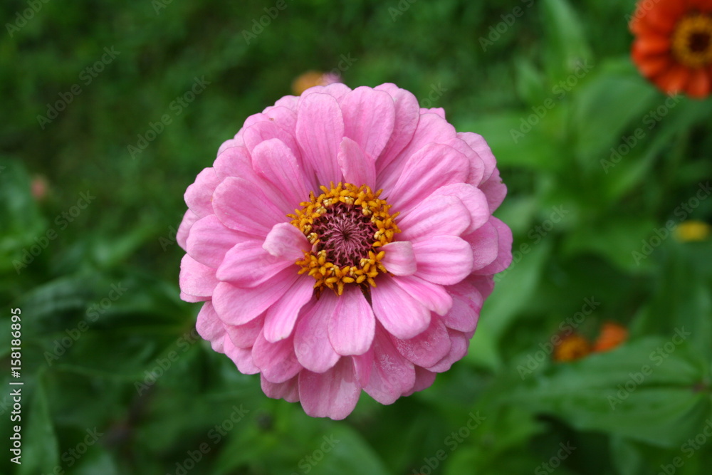 Zinnia Zinnia