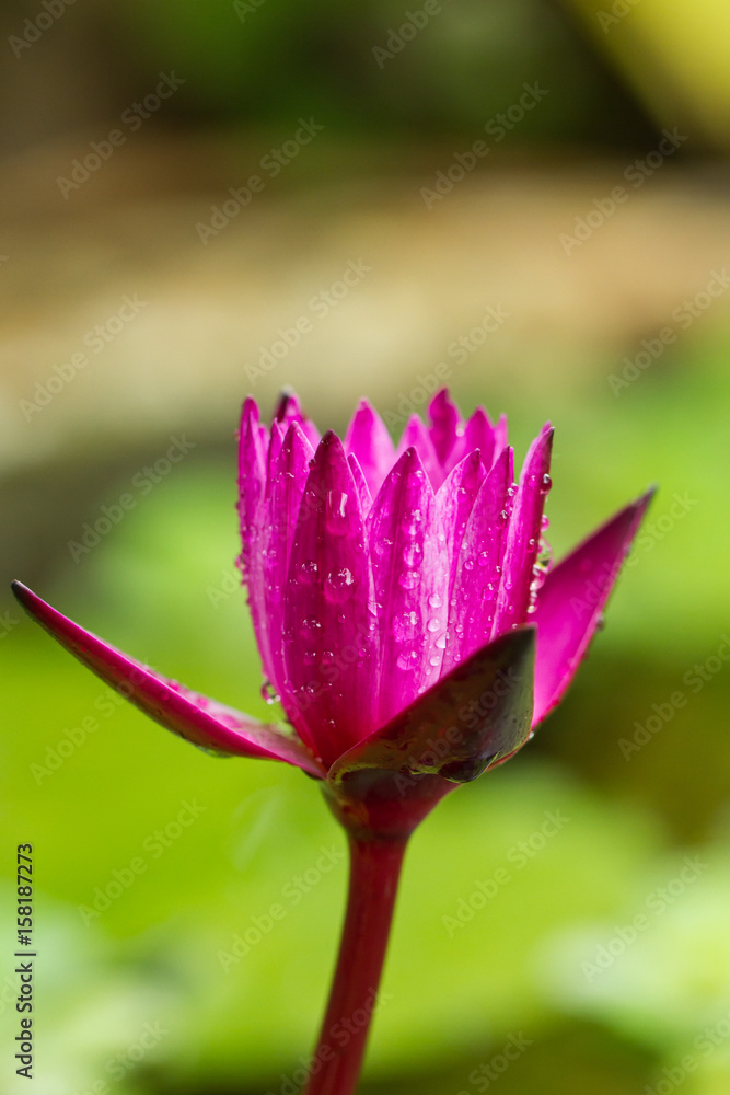 Water drop on colorful lotus flower Water drop on colorful lotus flower
