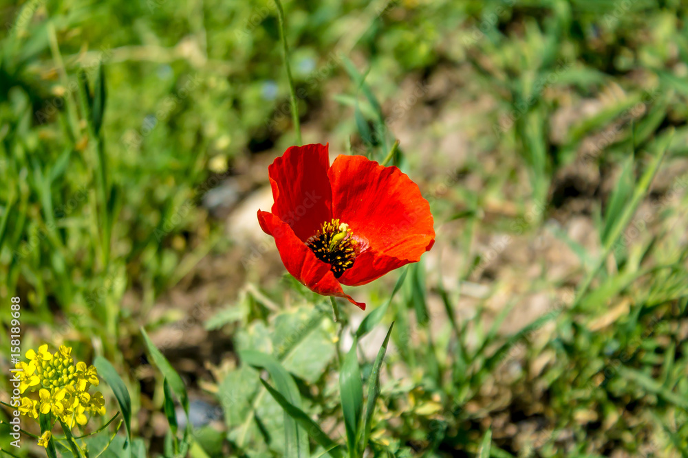 Obraz premium Red steppe poppy