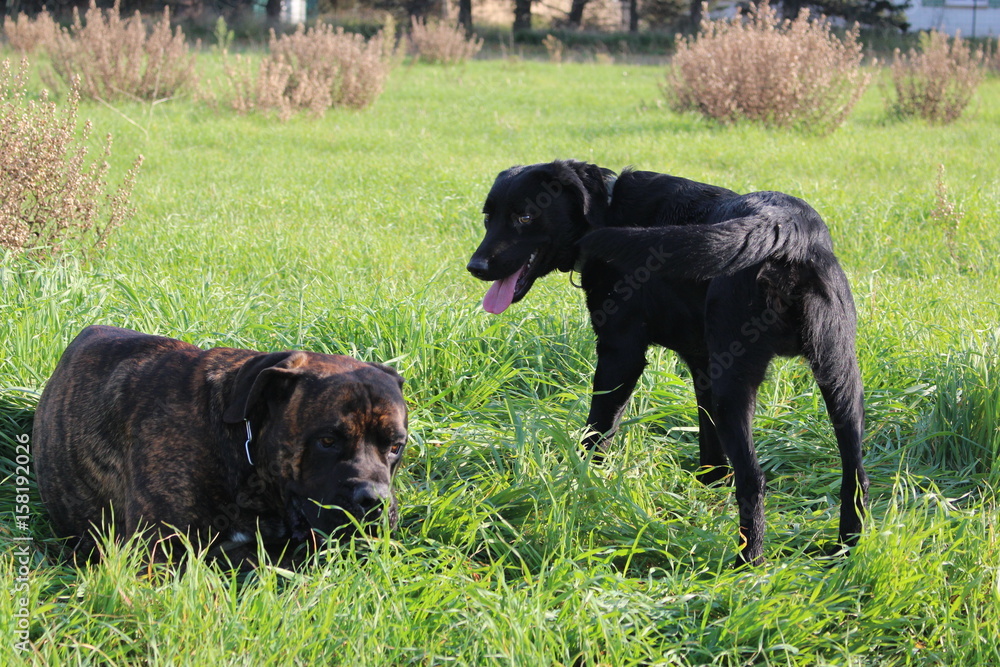 chiens qui jouent cané corso et labrador dans un champs chiens qui jouent cané corso et labrador dans un champs