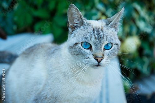 Blaue Augen