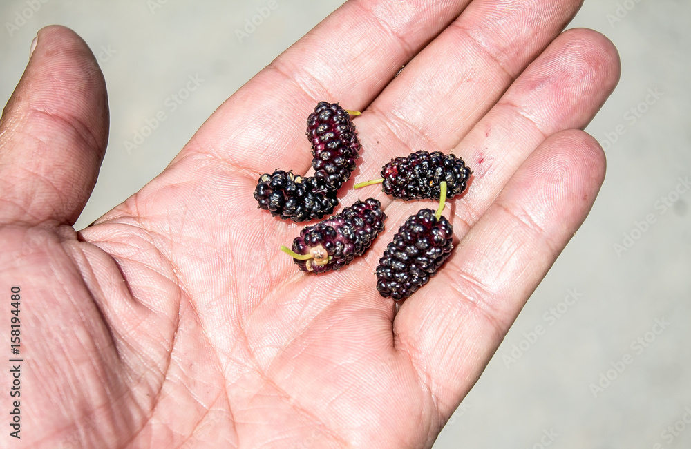 Mulberry Fruit Mulberry Fruit