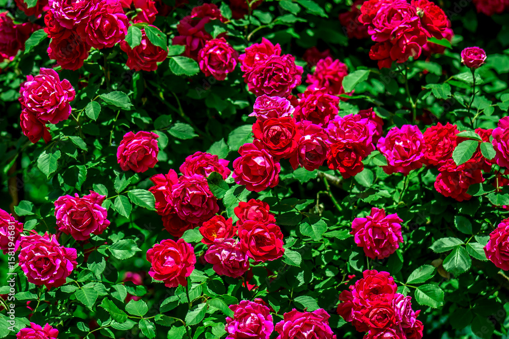 Naklejka premium Pink bush