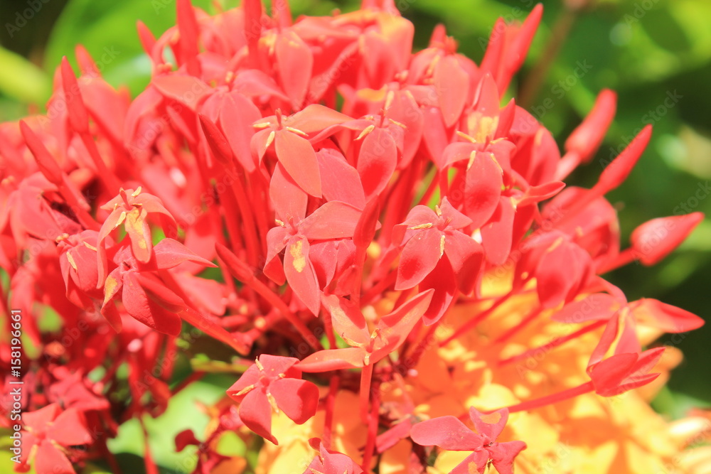 Jardín con flores rojas
