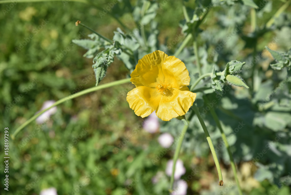 Pavot cornu jaune au printemps au jardin Pavot cornu jaune au printemps au jardin