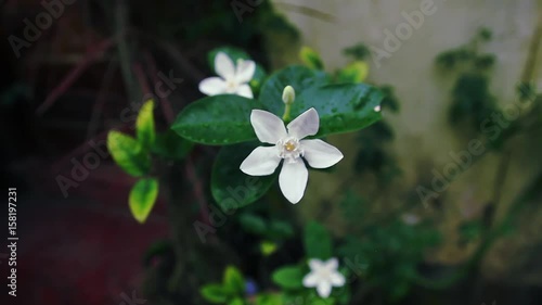 White flower