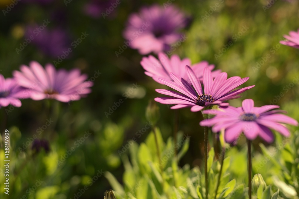 purpple african daisy purpple african daisy
