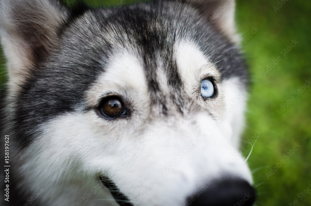 husky husky