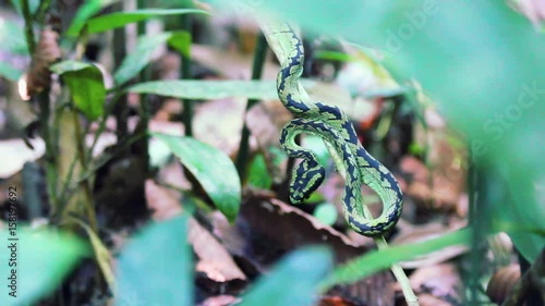 Pit Viper - from the top - Sri Lanka