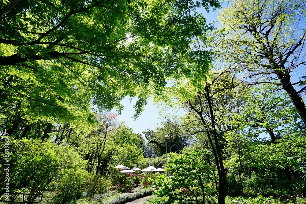 Fototapeta premium 新緑の公園