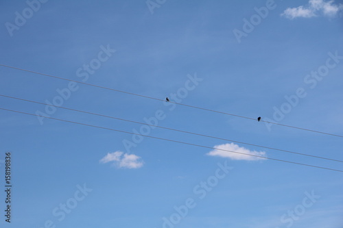 A pair of sparrows on wires