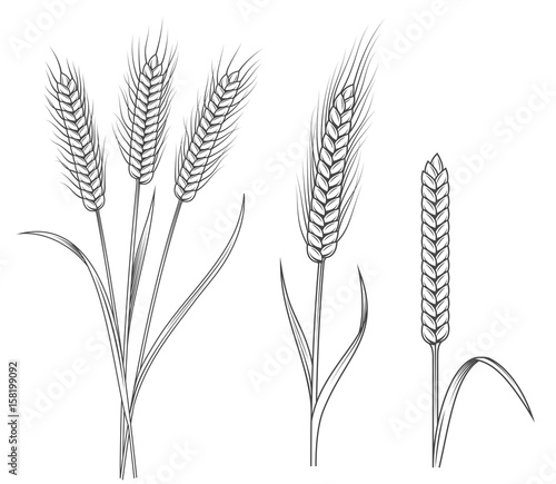 Wheat stalks illustrations set