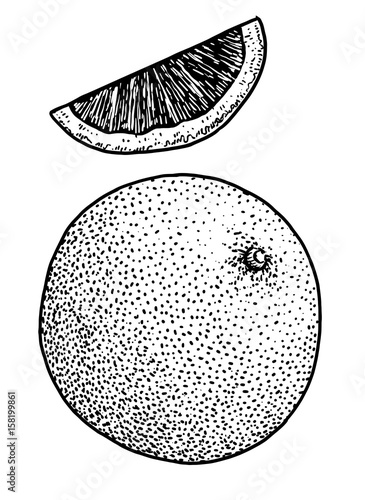 Grapefruit illustration, drawing, engraving, ink, line art, vector
