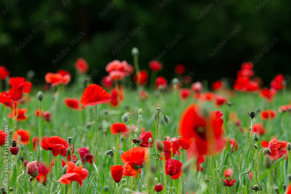 Many poppies in a field a cloudy sommer day