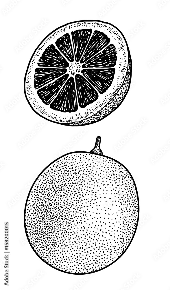 Obraz premium Blood orange illustration, drawing, engraving, ink, line art, vector