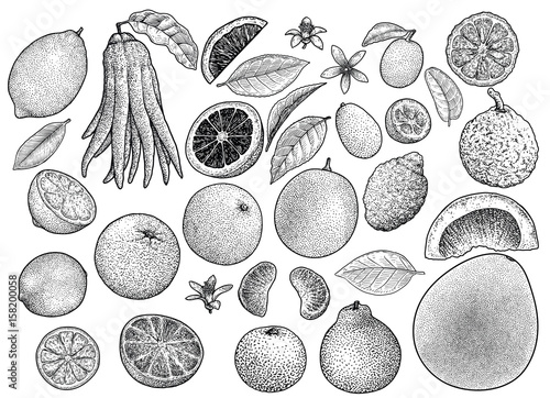 Citrus collection illustration, drawing, engraving, ink, line art, vector

