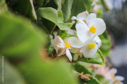 white blossom