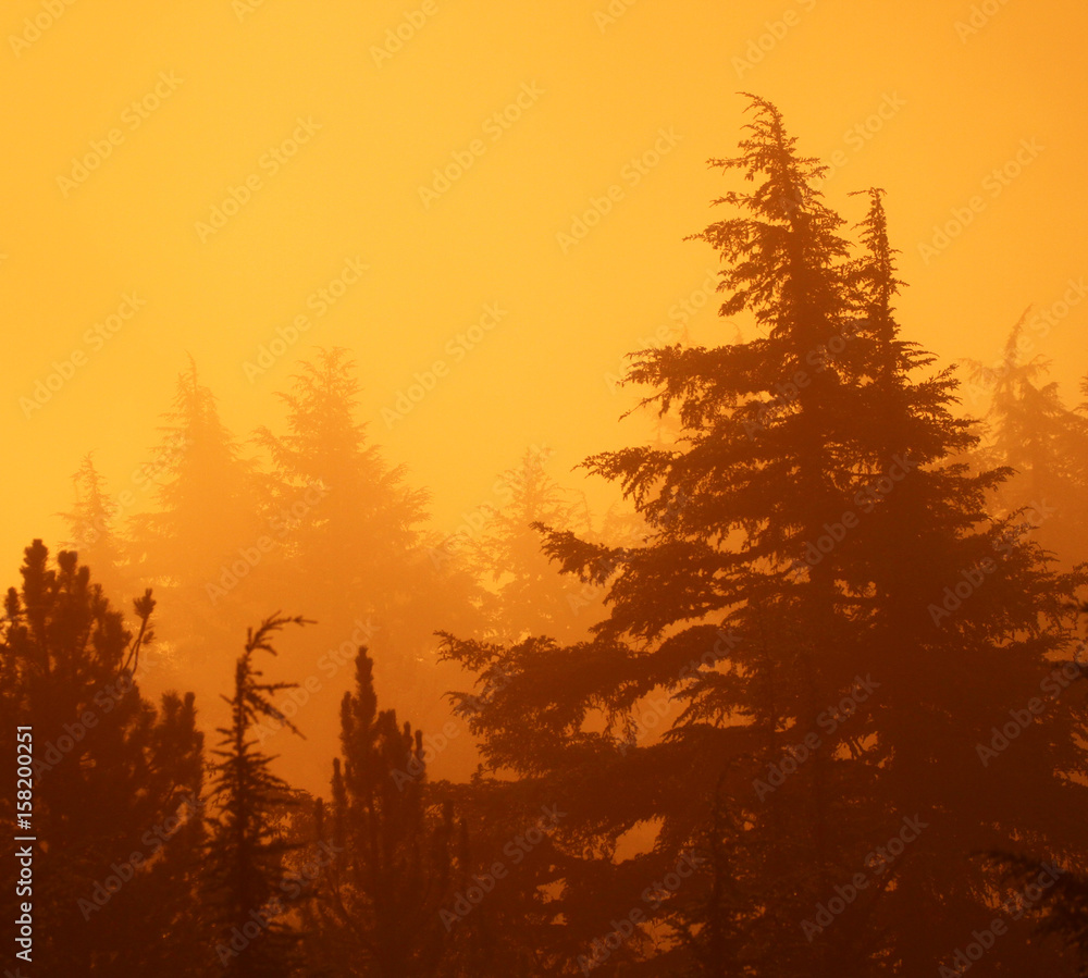 Sunset in the forest, Oregon