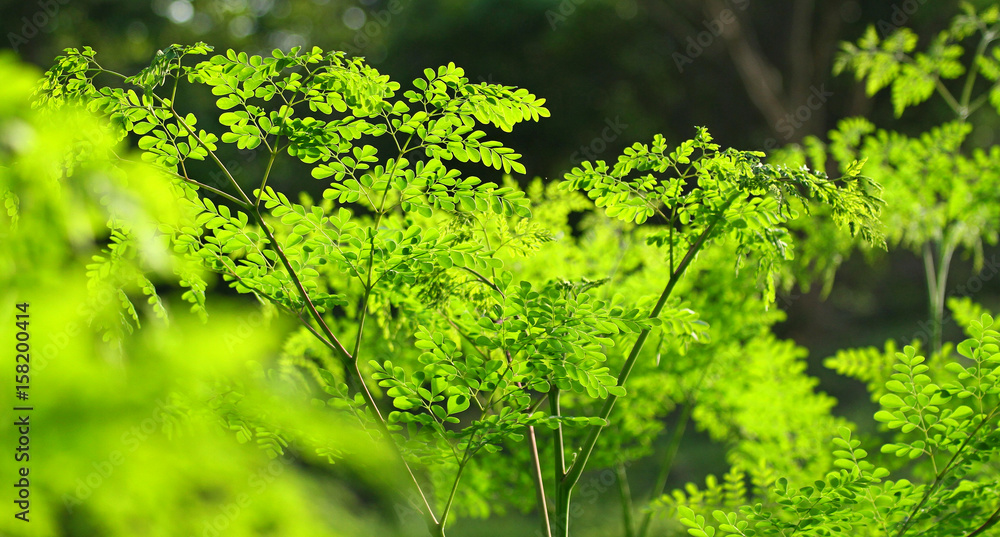 Moringa in the sun, malunggay Moringa in the sun, malunggay