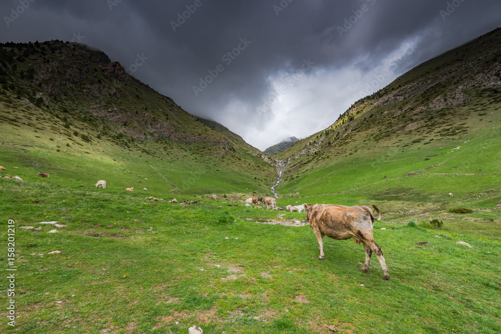Cow pasture in rural Andorra