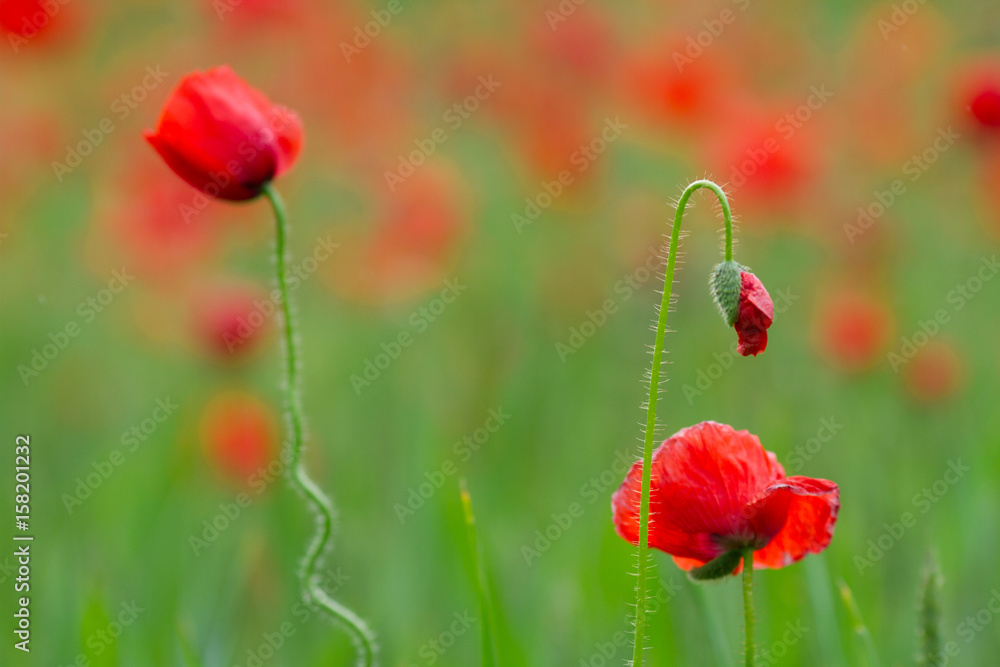 Naklejka premium Many poppies in a field a cloudy sommer day