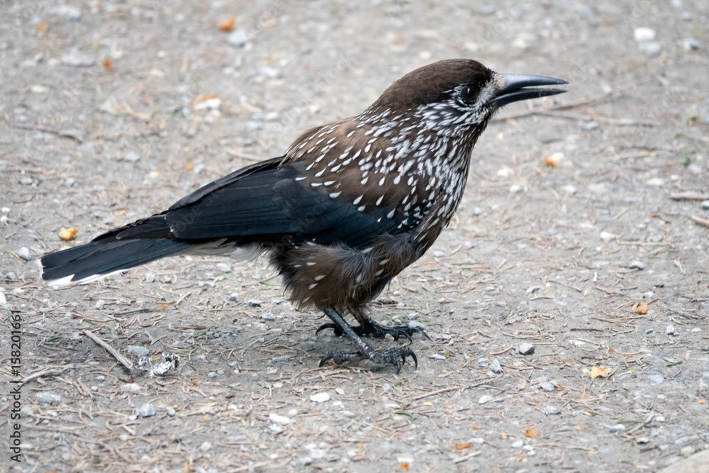 Obraz premium Spotted nutcracker