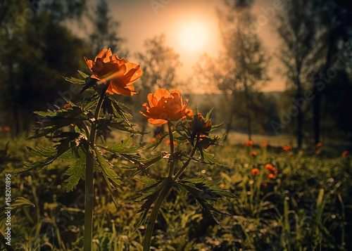 Globeflowers in the background of the forest clearing. Summer morning in the Siberian taiga. Backlight.

