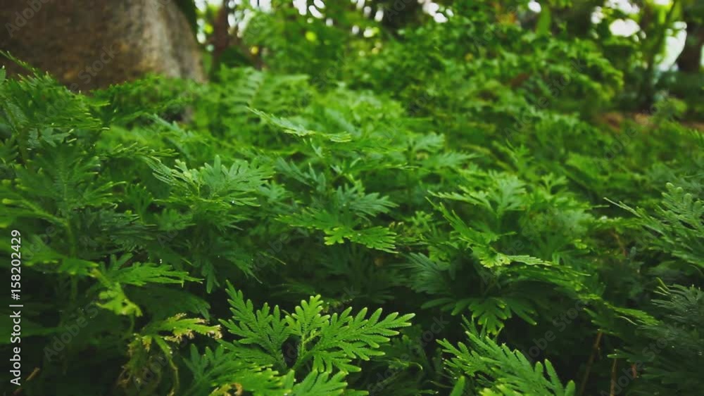 Leaves green fern in garden , horizontal slider with movement Leaves green fern in garden , horizontal slider with movement