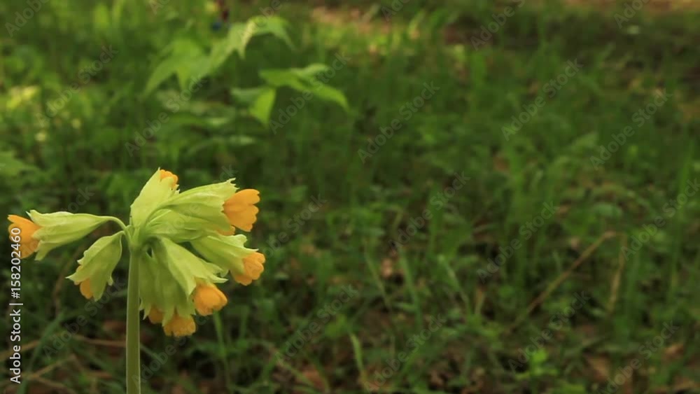 The car passes by spring early primroses.Primula veris. The car passes by spring early primroses.Primula veris.