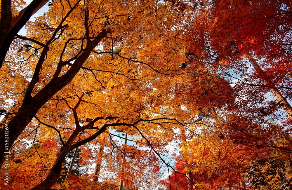 Low angle view of beautiful foliage and branches of autumn trees in a forest
~ Aerial view of colorful maple trees in the garden of a famous Buddhist temple in Kyoto Japan