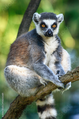 lemur monkey