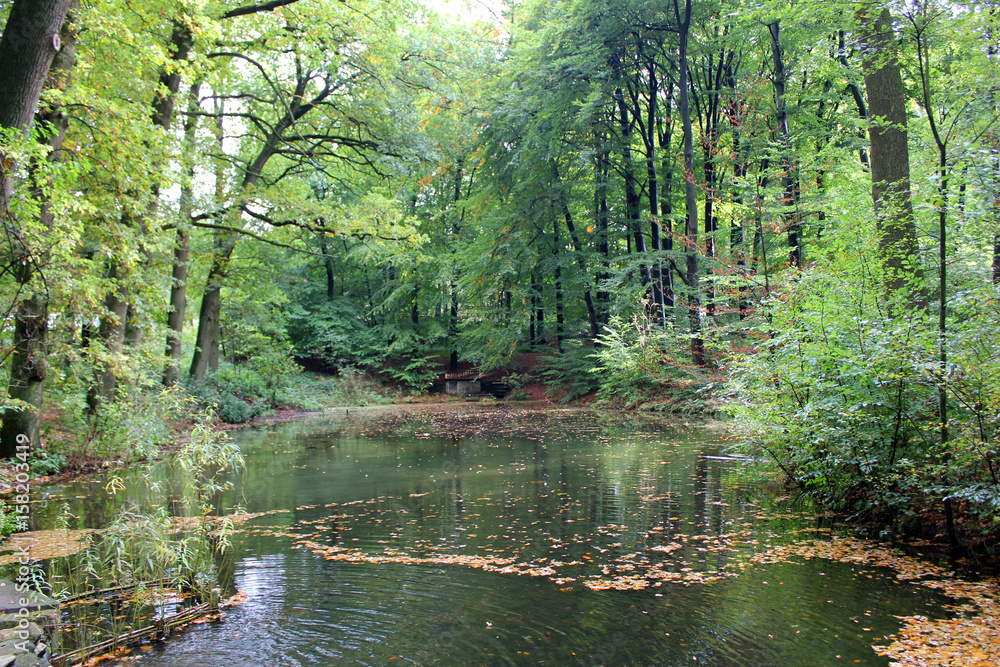 Forest and Little Lake Forest and Little Lake