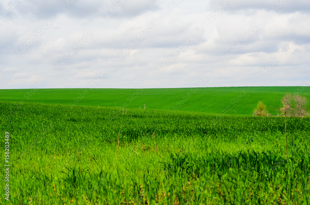Fototapeta premium Field of young wheat on spring