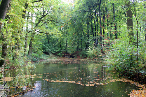 Forest and Little Lake
